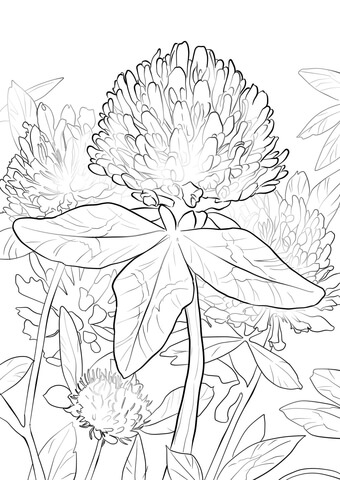 Red Clover Coloring Page